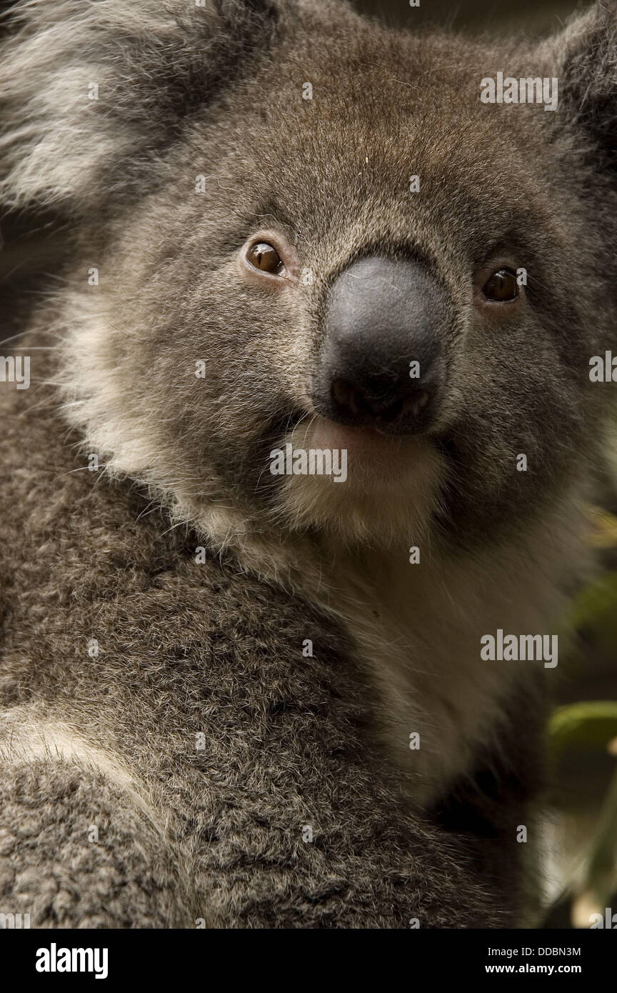Koala sitting in the branches of a eucalyptus. Western Australia Stock