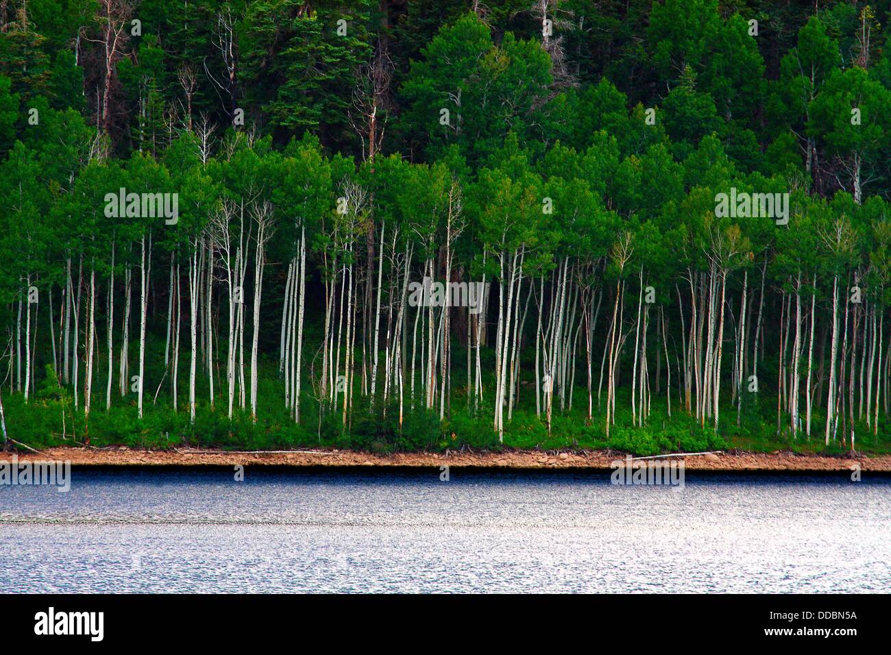 The white bark of aspen trees standout amongst the greenery at Kolob
