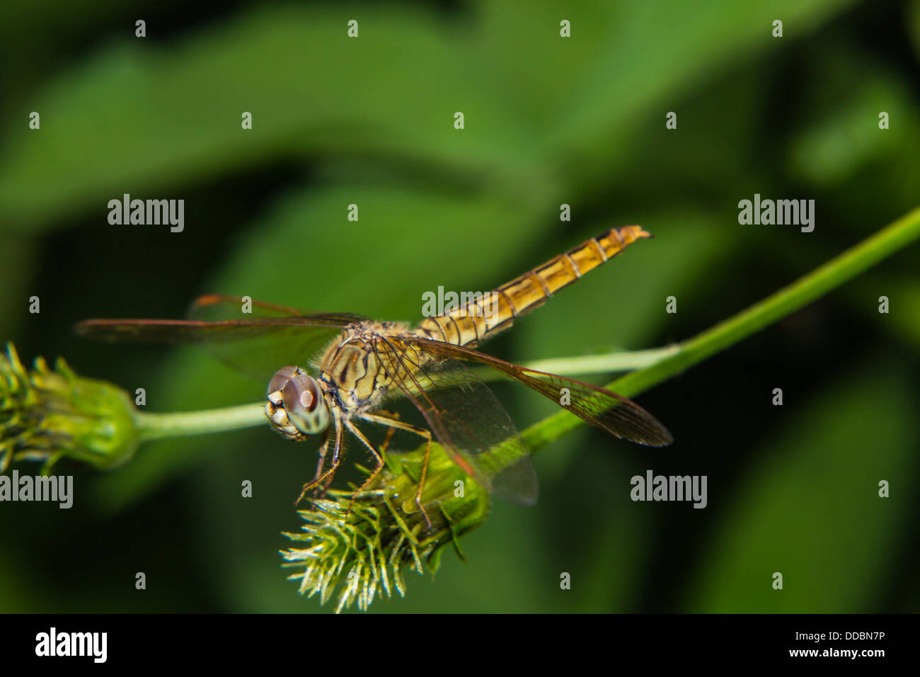 Dragonfly on a flower Stock Photo - Alamy