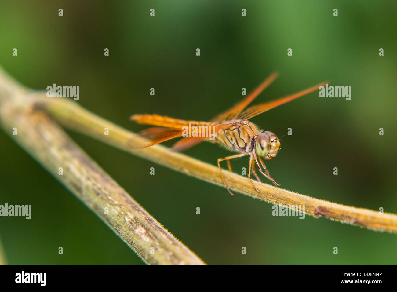 Dragonfly bite images hires stock photography and images Alamy