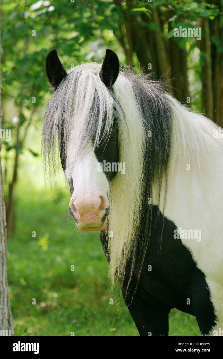 Tinker hi res stock photography and images Alamy Tinker hi res stock photography and images Alamy