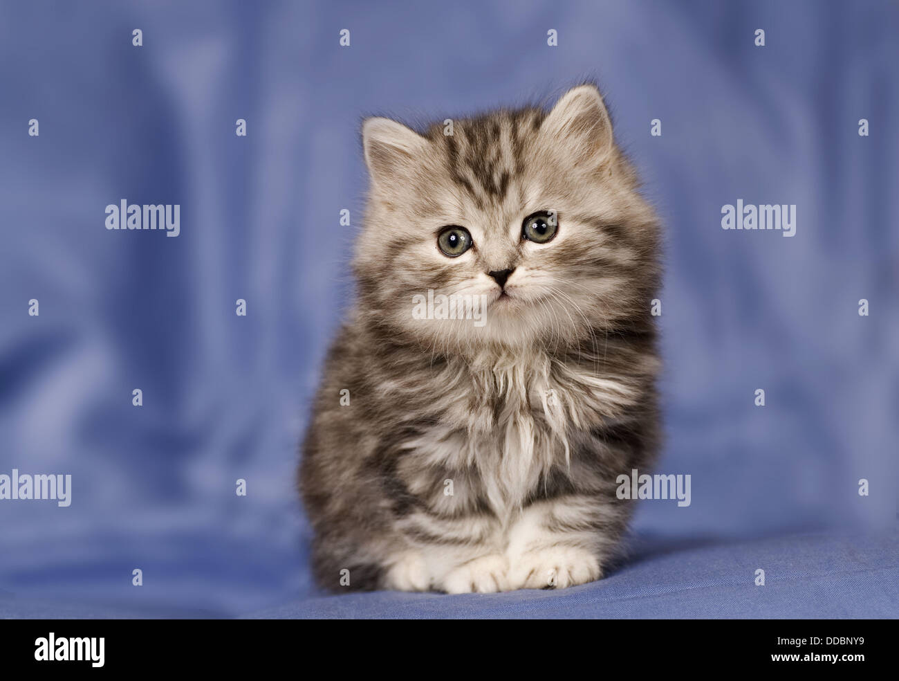 Cat. British Shorthair Stock Photo Alamy