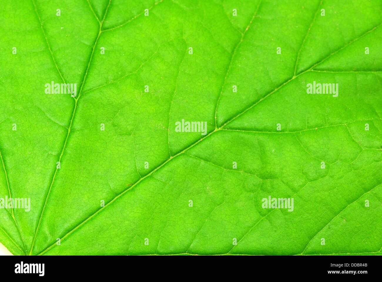 structure of leaf Stock Photo - Alamy