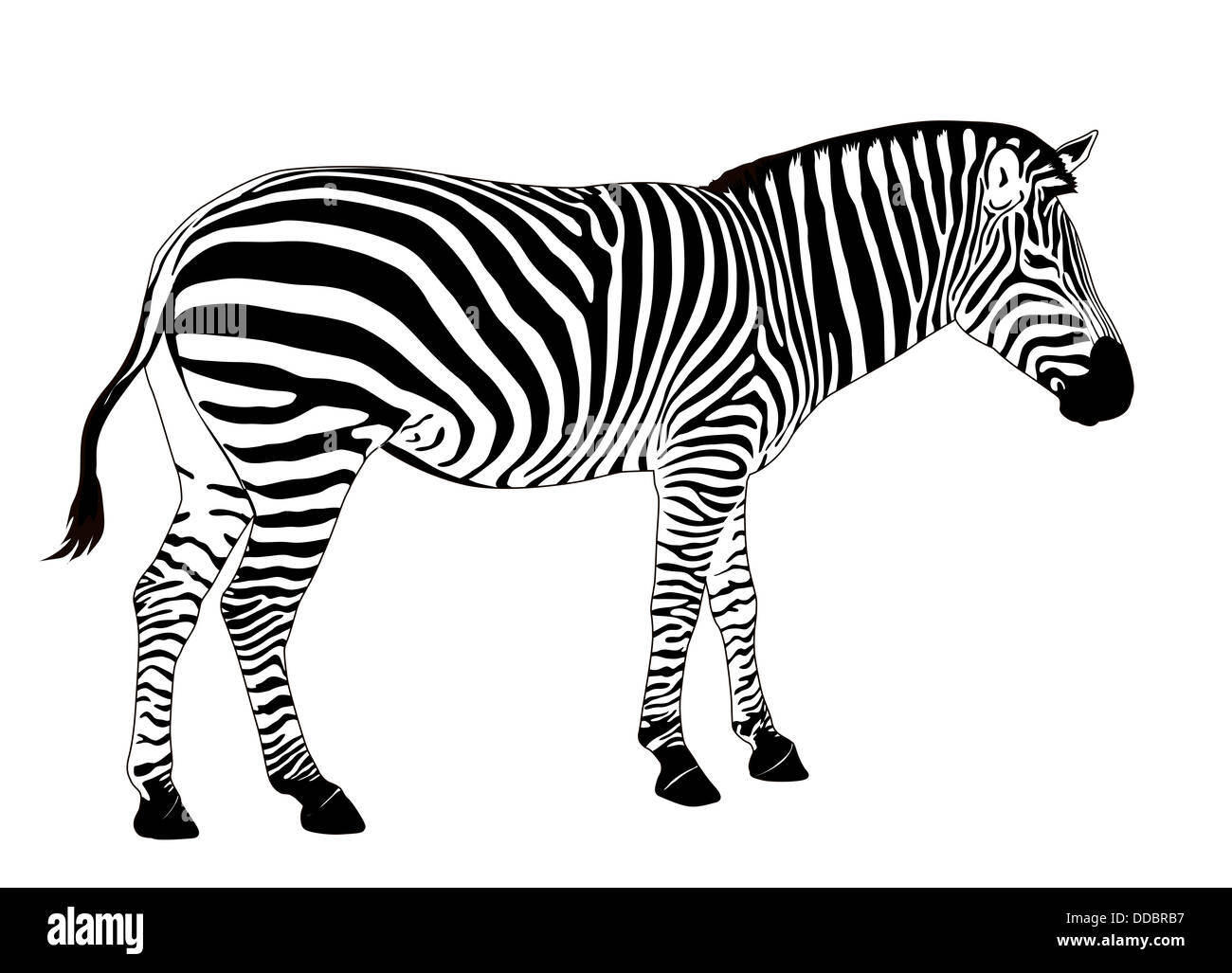 Zebra herd vector hi-res stock photography and images - Alamy