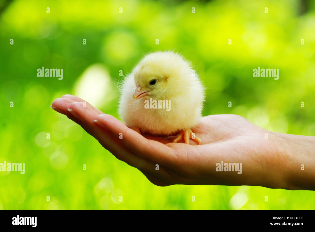 chicken in hand Stock Photo Alamy
