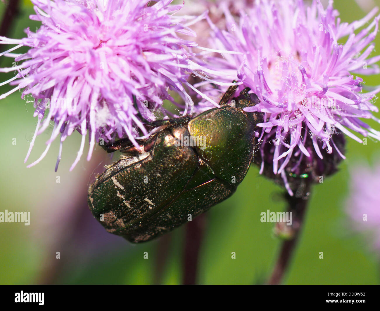 Chafer beetle on a flower Stock Photo Alamy
