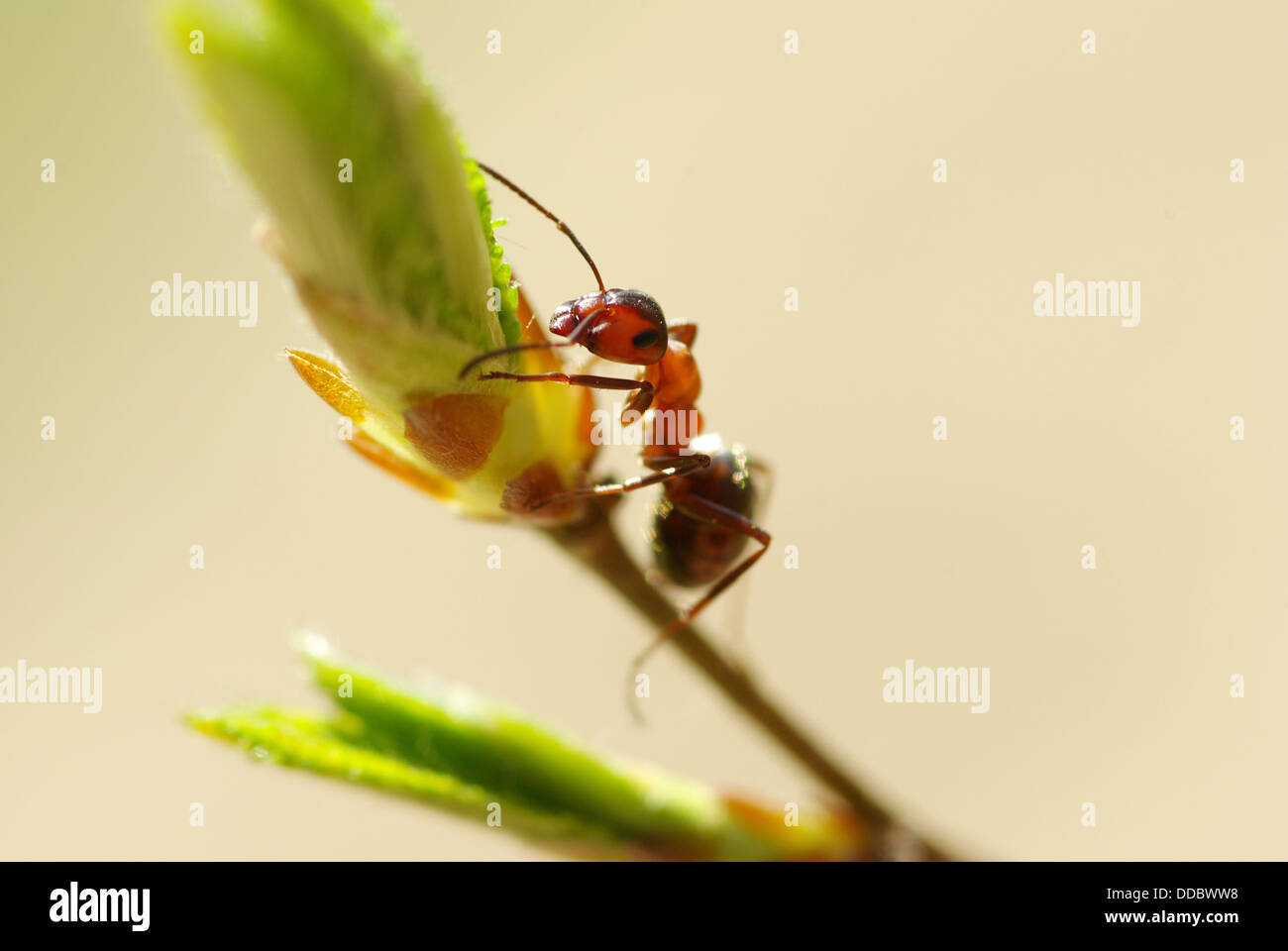 ant Stock Photo