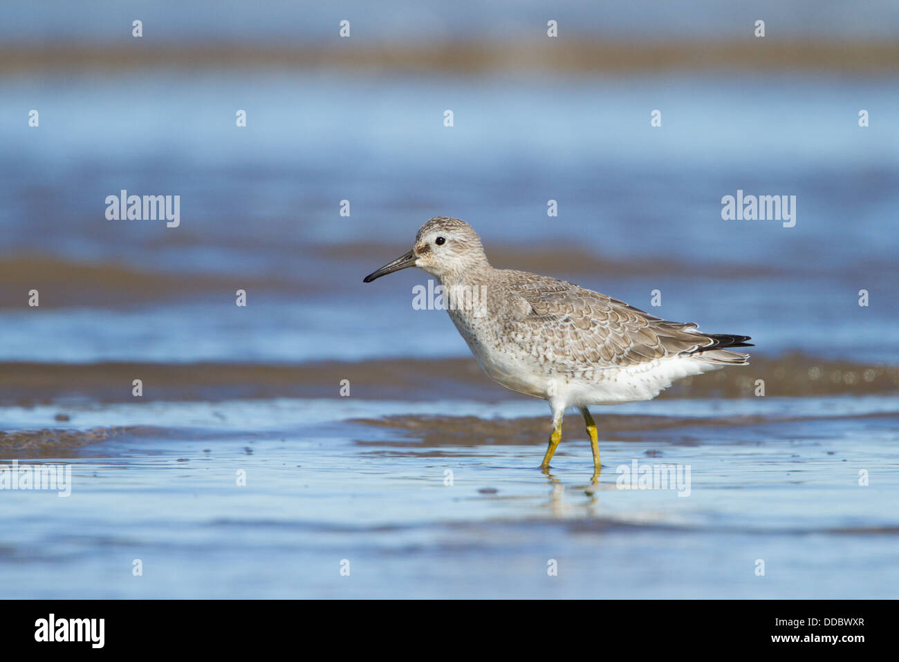 A Portrait of a Knot wading in the Dee estuary just off Hilbre Island Stock Photo