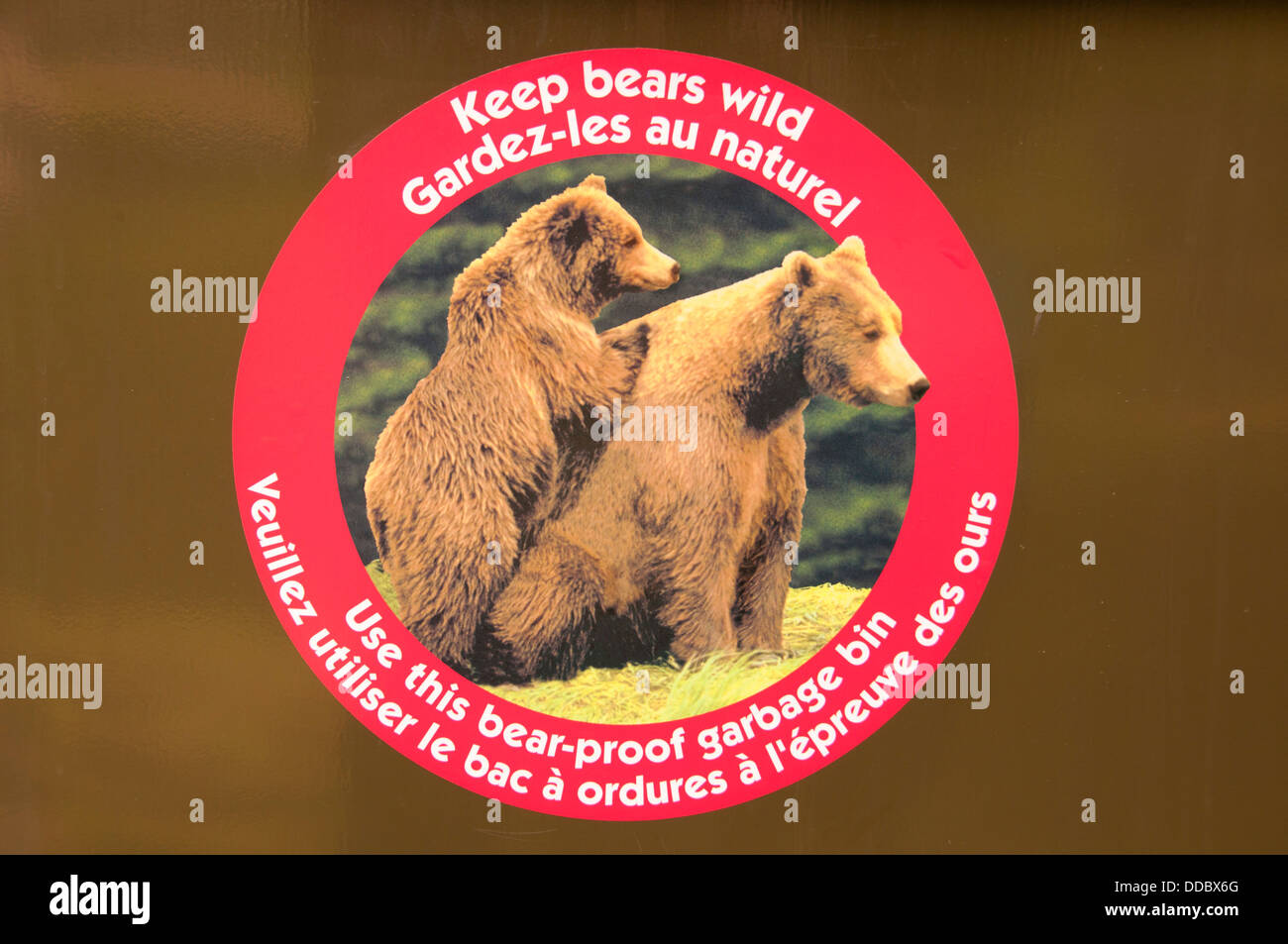 wall to wall decorating grizzly bear activity is high warning sign US Seller 