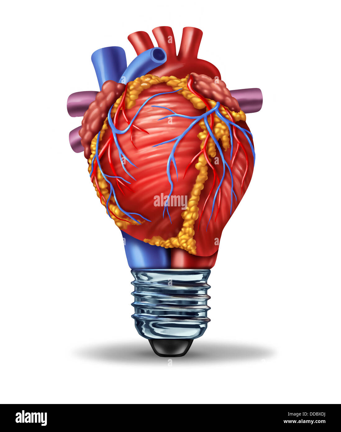 Heart Health Ideas and new cardiovascular research innovation as a medical concept with a human blood pumping organ in the shape of a light bulb as a symbol of anatomy circulation disease solutions and developing new medicine cure. Stock Photo