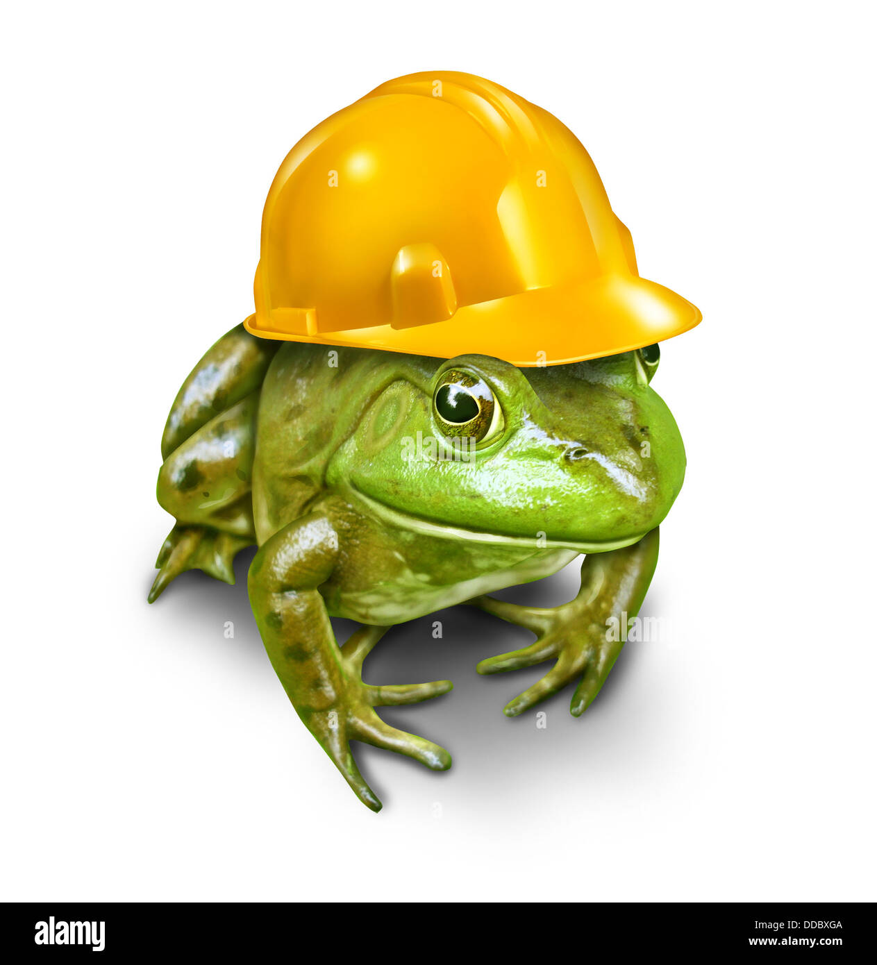 Responsible development environmental concept with a green frog wearing a  yellow construction hard hat as a symbol of conservation and protection of  wildlife habitat that is threatened by new real estate or