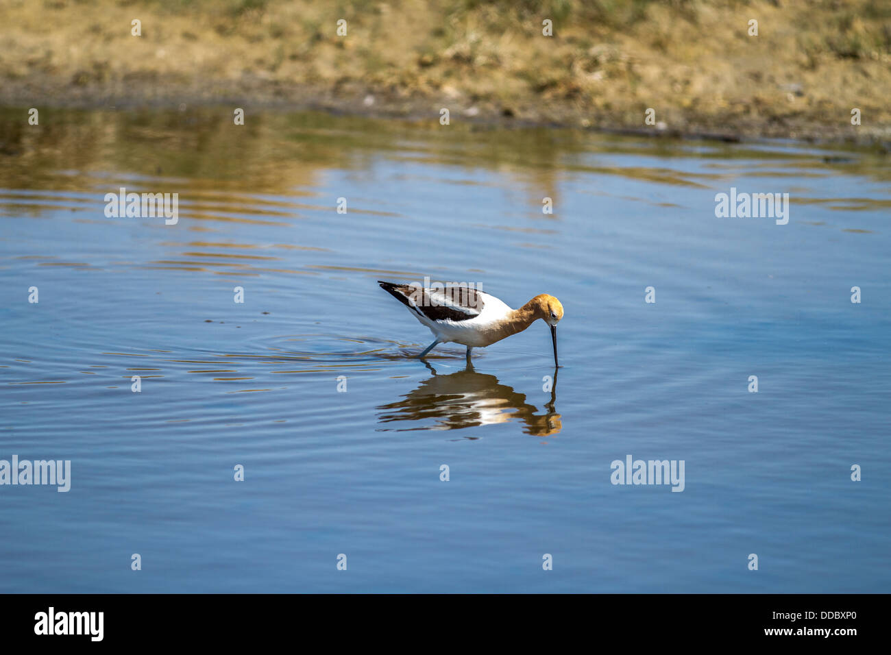 American Avocet (Recurvirostra americana) Beautiful colorful bird, dipping long bill in blue water, with mirrored reflection. Stock Photo