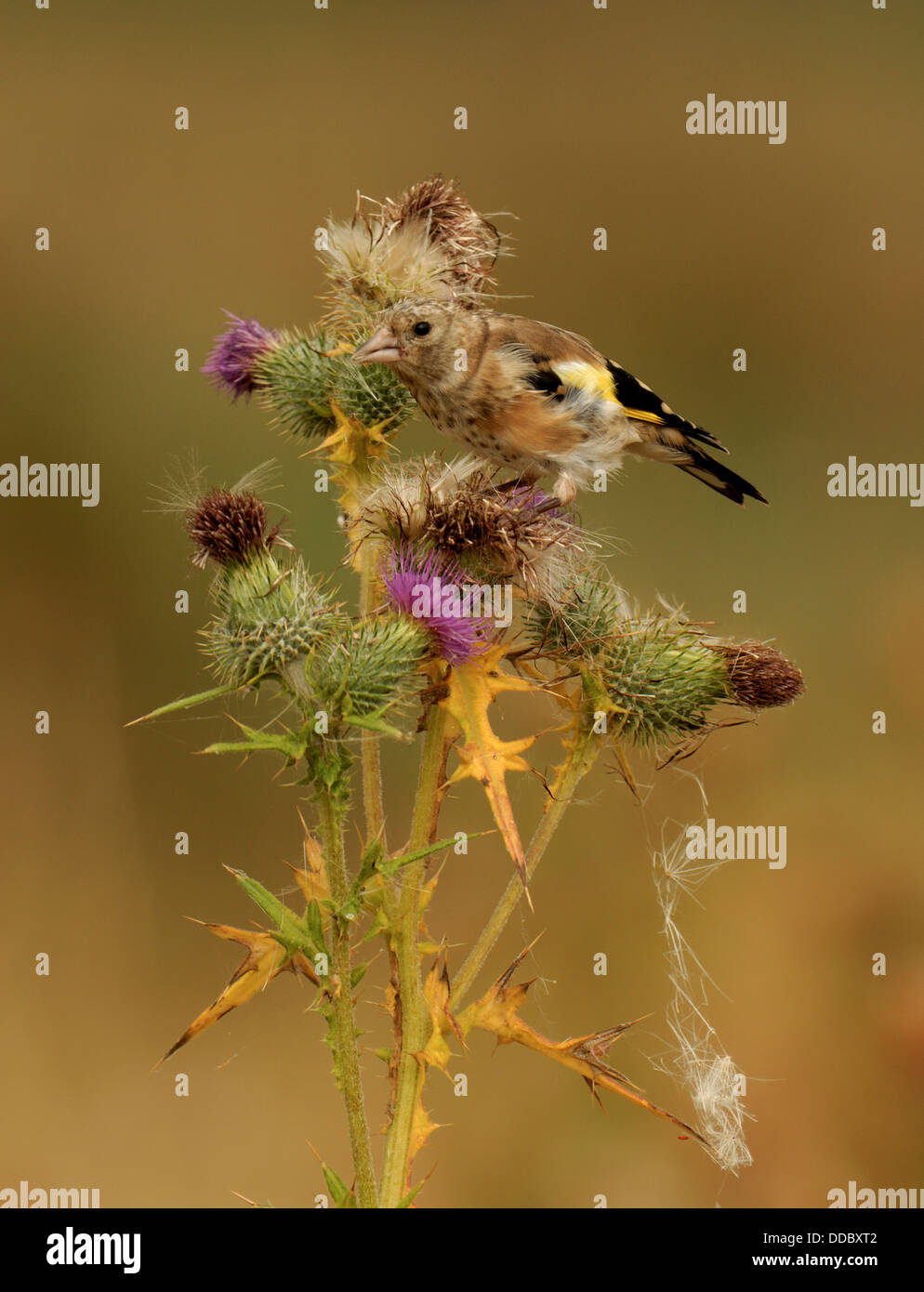 JUvenile Goldfinch feeding on Thistle. Stock Photo