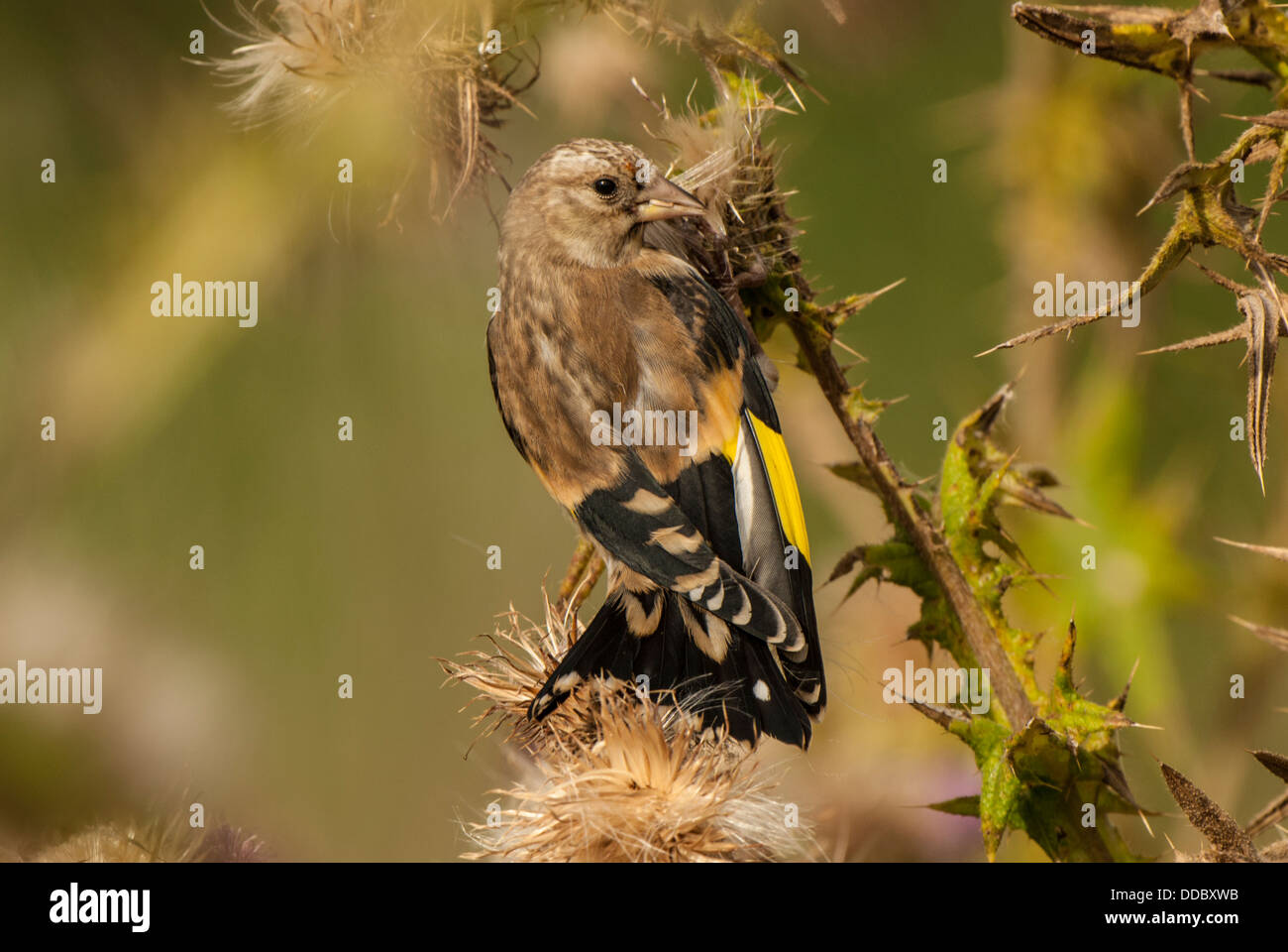 Juvenile Goldfinch on Thistle in close-up. Stock Photo