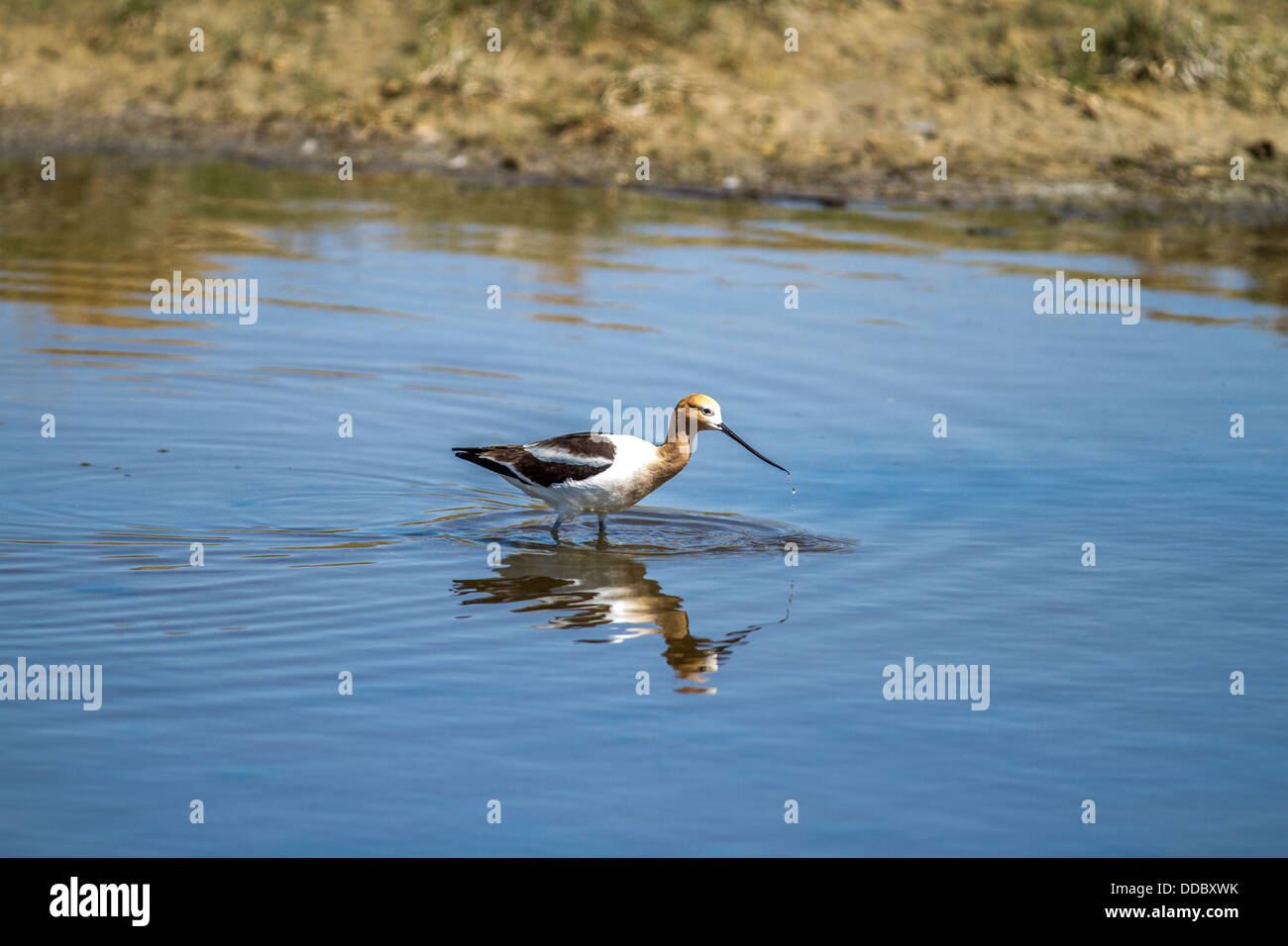 American Avocet (Recurvirostra americana) Beautiful colorful bird, dipping long bill in blue water, with mirrored reflection. Stock Photo