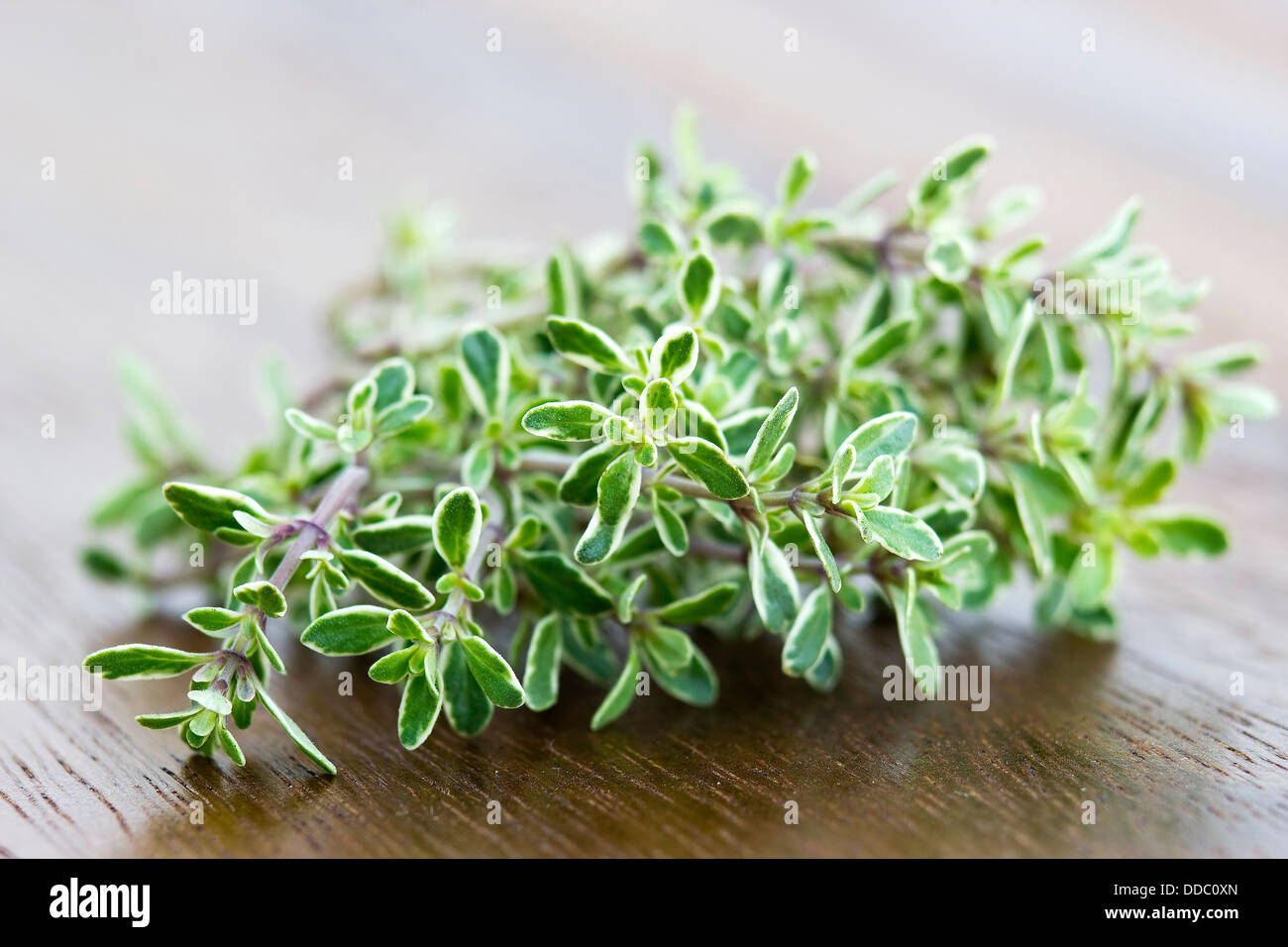 fresh thyme (Thymus vulgaris Stock Photo Alamy