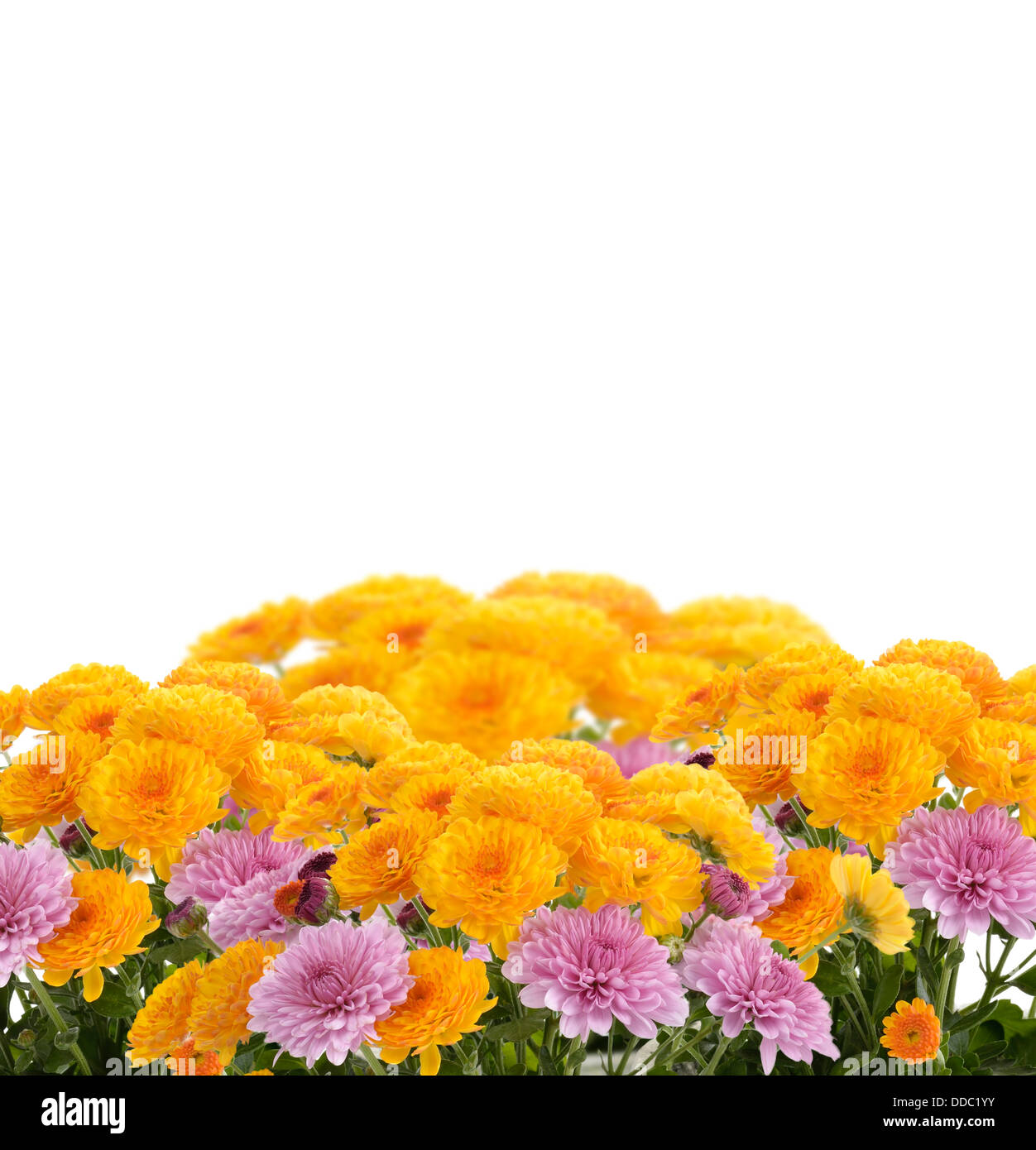 Mums Flower Printable