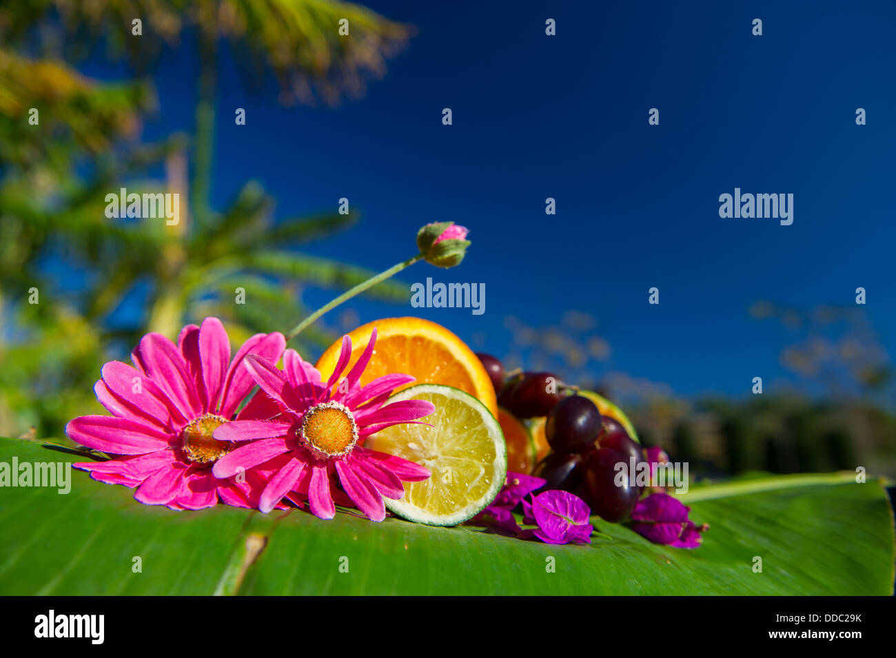 Tropical fruit flowers hi-res stock photography and images - Alamy