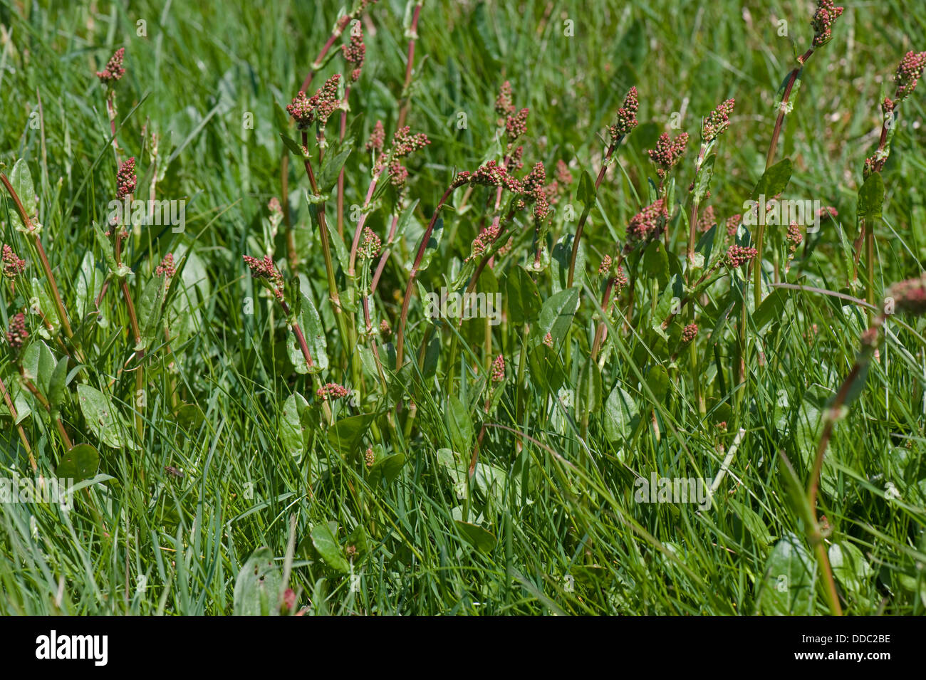 Sheep's sorrel, Rumex acetosella, plants in red bud in a meadow Stock Photo