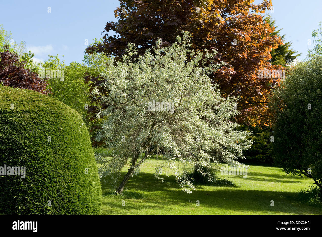Grey foliage of Elaeagnus angustifolia Quicksilver contrasting against other garden shrubs and trees Stock Photo