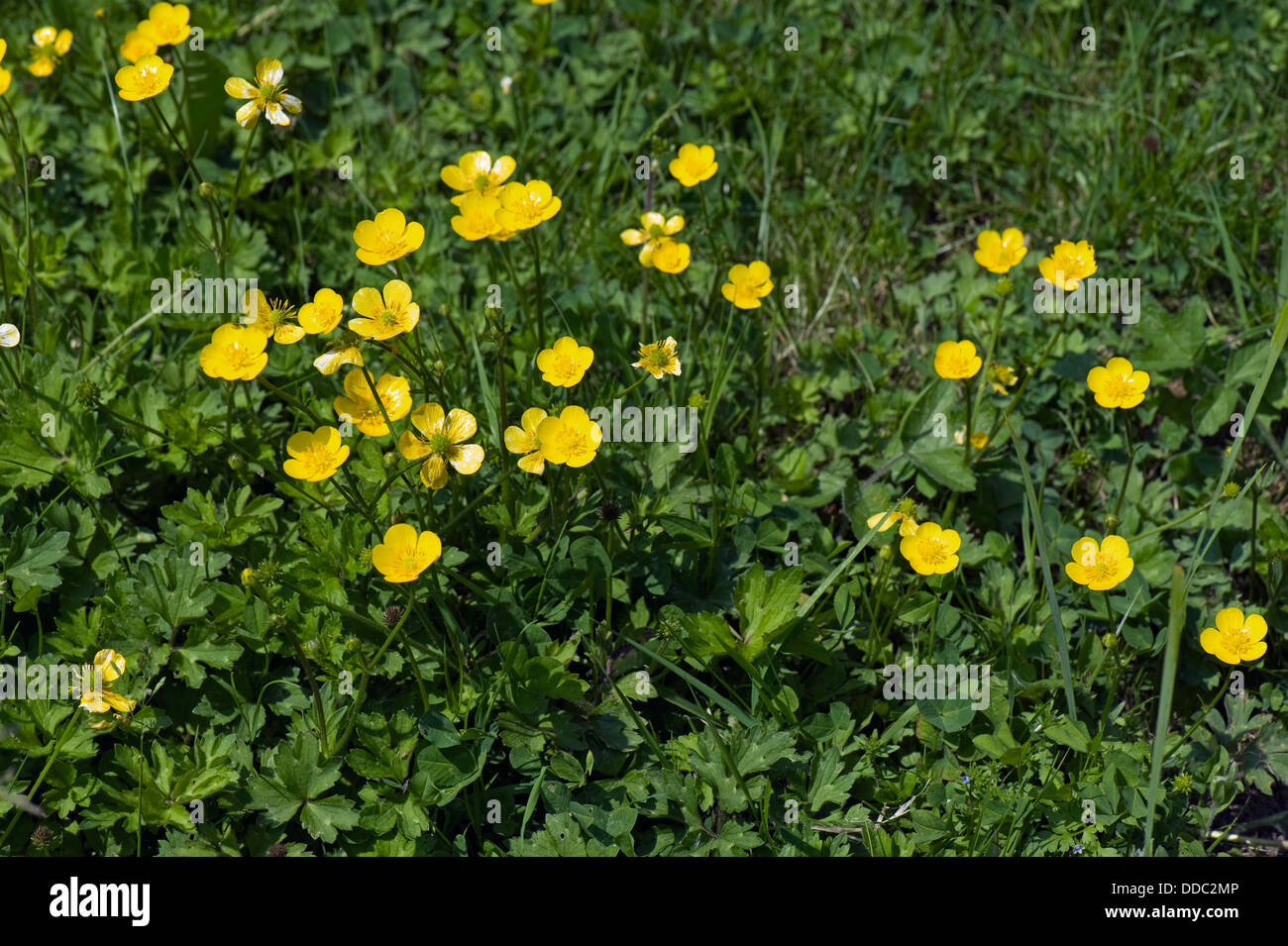Creeping buttercup, Ranunculus repens, in flower Stock Photo