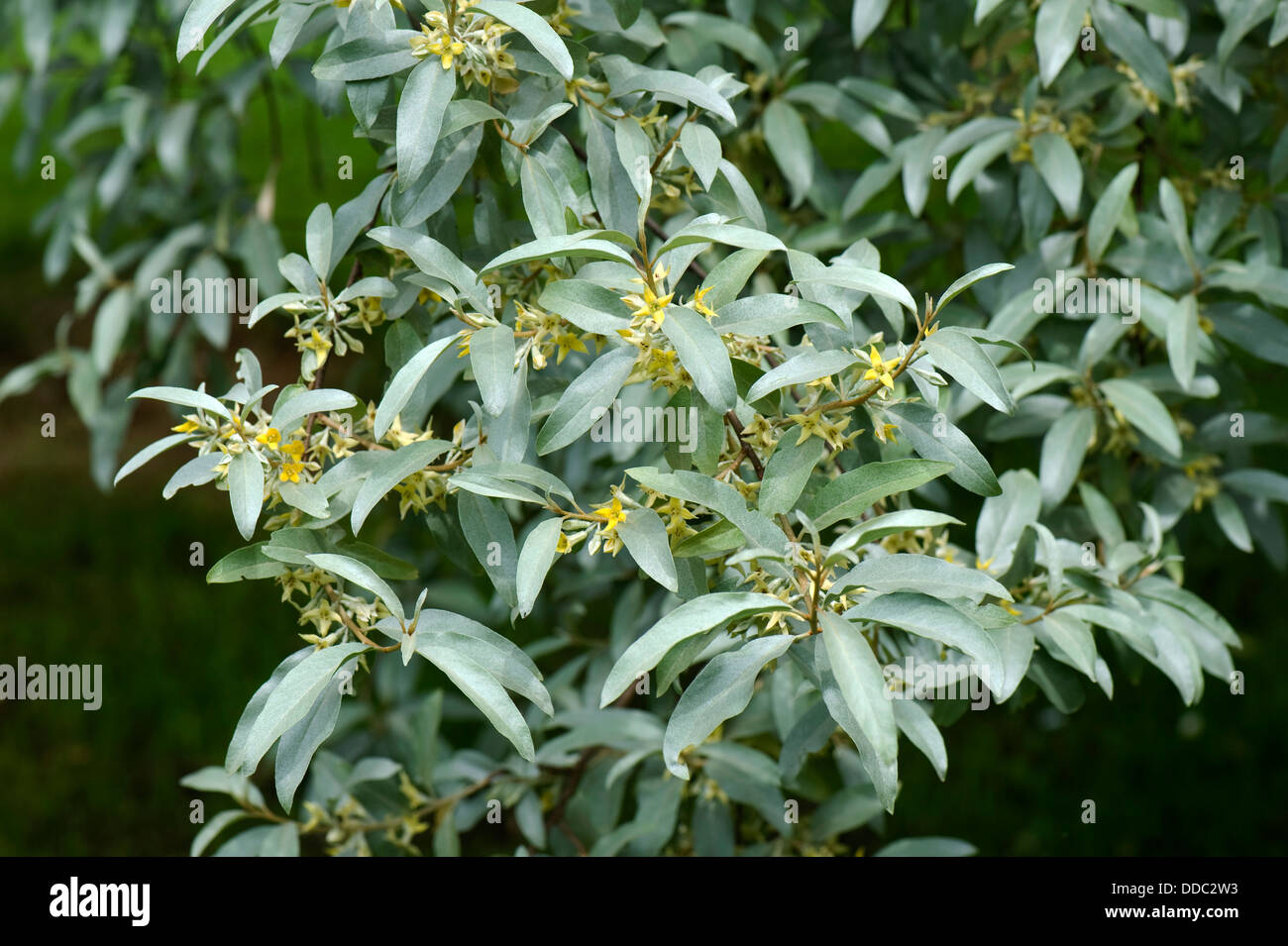 Grey foliage of Elaeagnus angustifolia Quicksilver flowering garden shrub Stock Photo