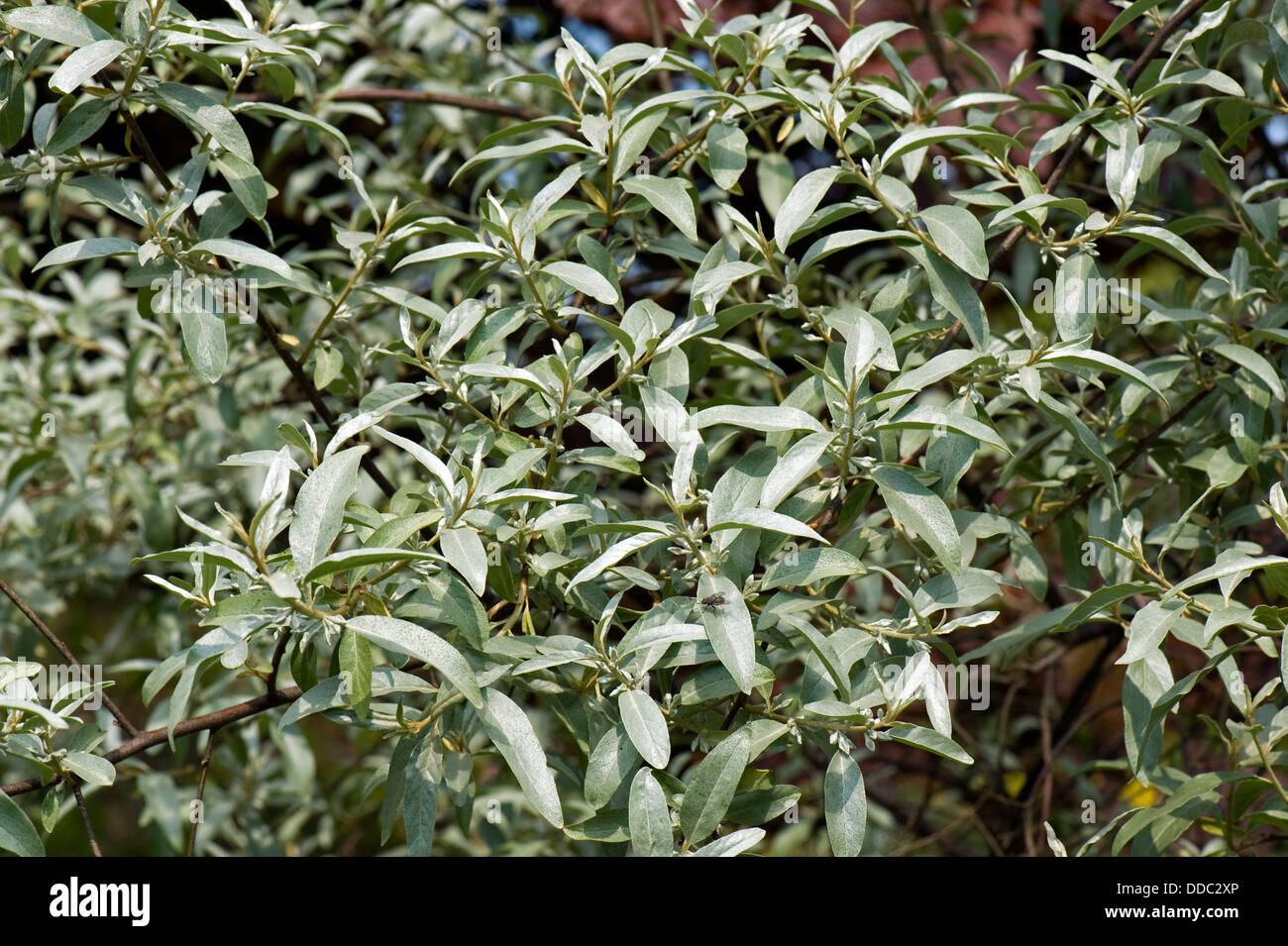 Ornamental shrub, Elaeagnus angustifolia Quicksilver grey leaved shrub in a country garden Stock Photo