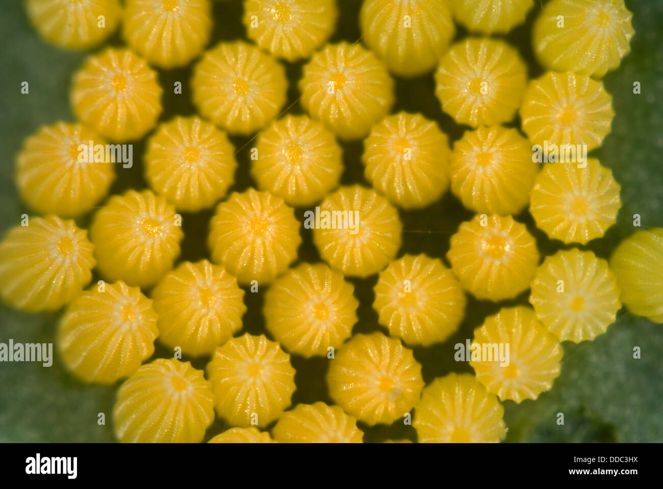 Eggs of the cabbage or large white butterfly, Pieris brassicae, Stock Photo