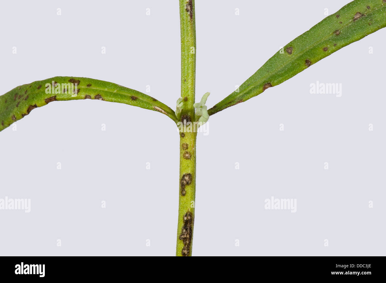 Lavender leaf spot, Septoria lavandulae, spotting on lavender leaves and stem Stock Photo