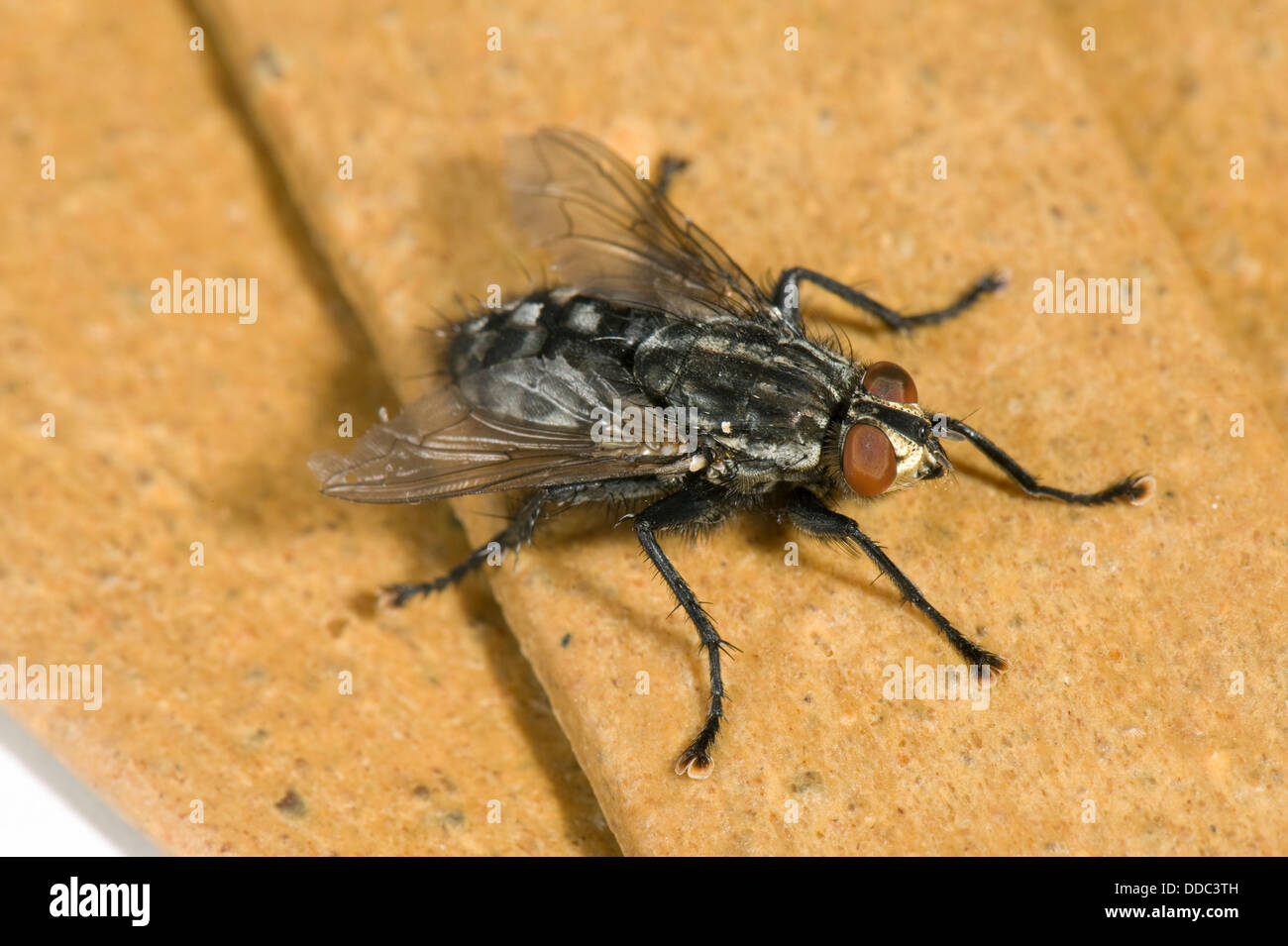 Flesh fly, Sarcophaga carnaria, adult fly Stock Photo