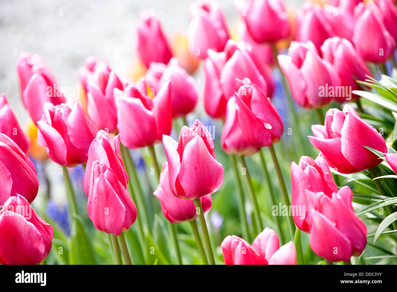 Field in full bloom season hi-res stock photography and images - Alamy