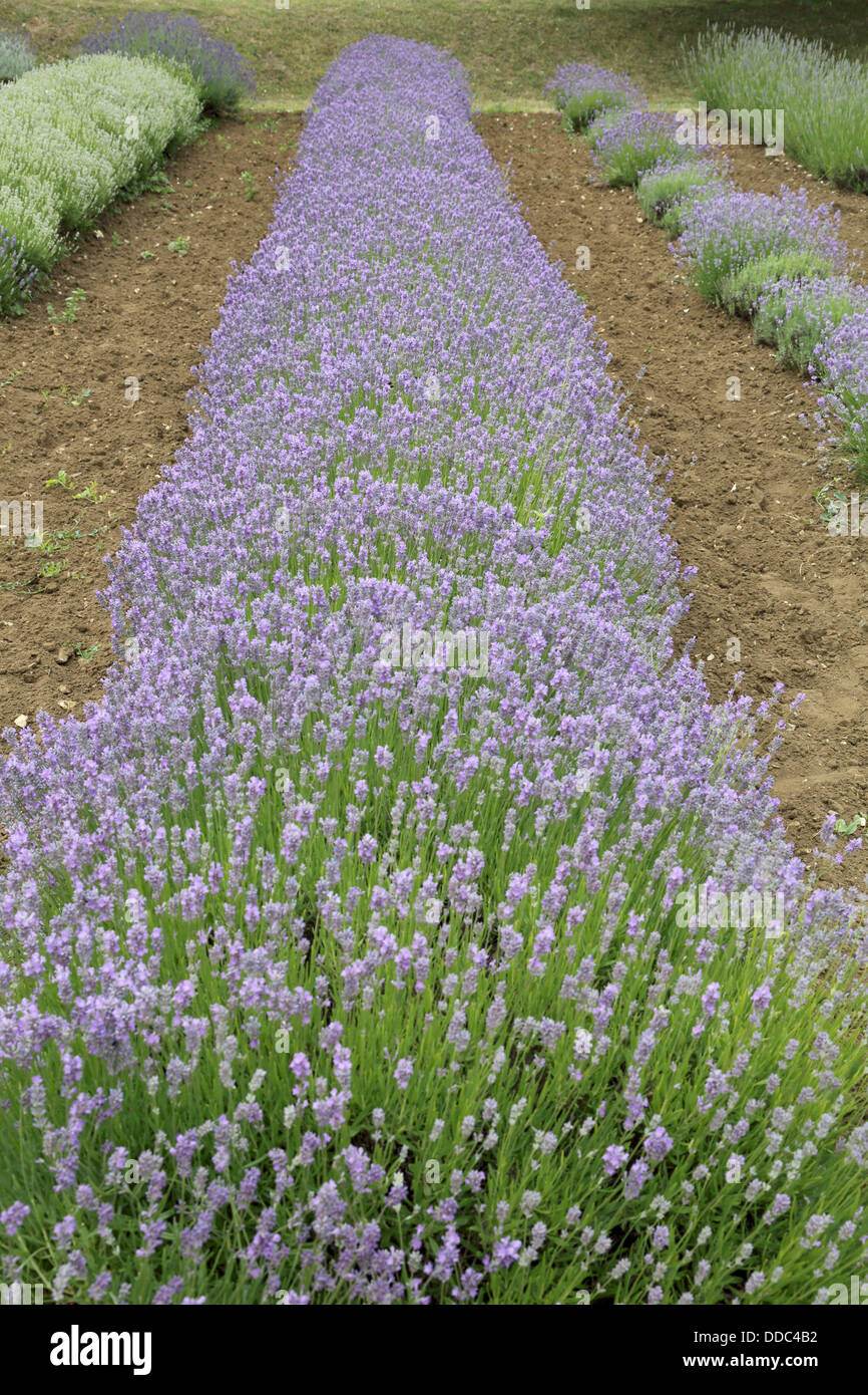 fields of lavender at the norfolk lavender farm at heacham norfolk