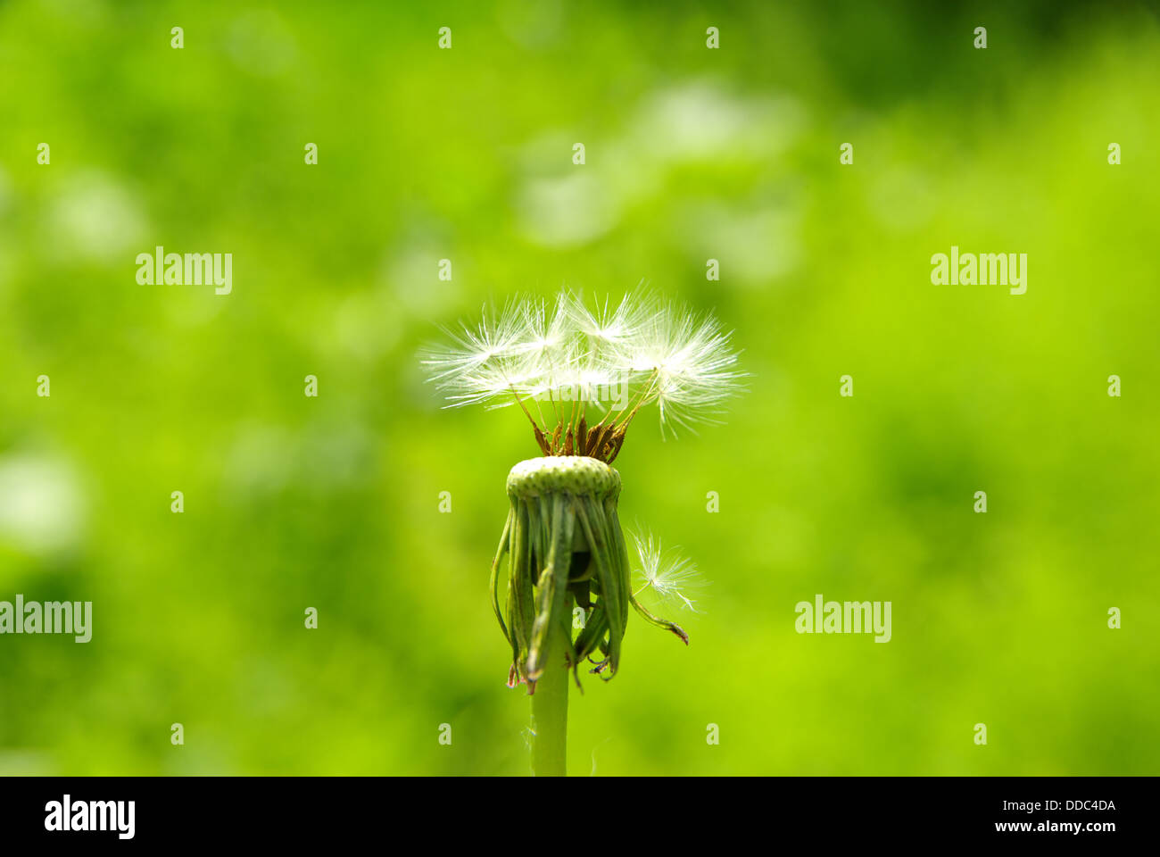 Dandelion black background art hi-res stock photography and images - Alamy