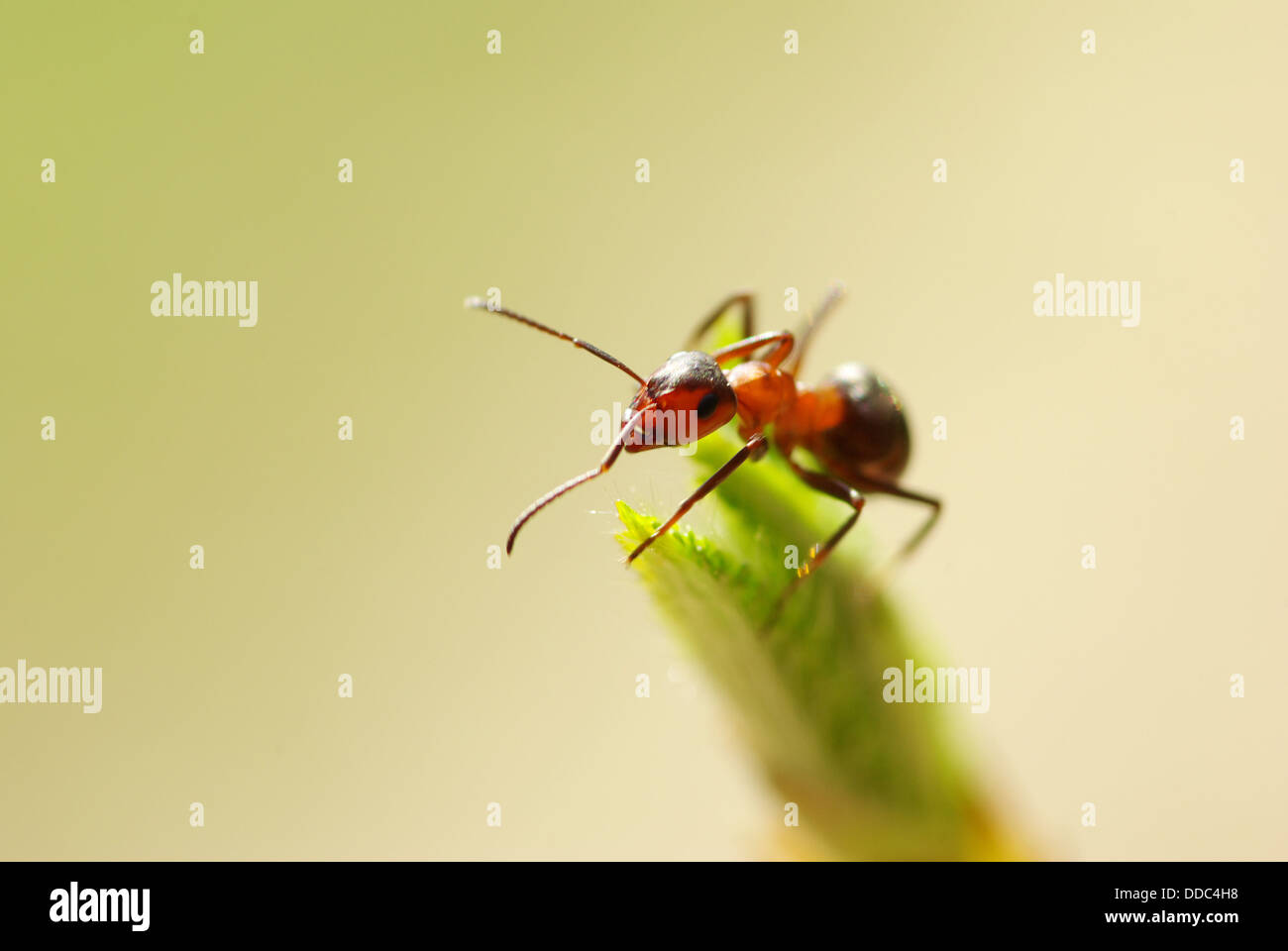 ant Stock Photo