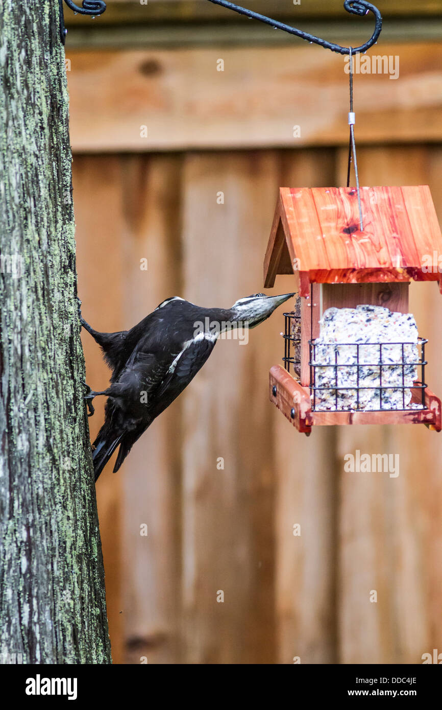 Pileated Woodpecker (Dryocopus pileatus) Colorful large red crested