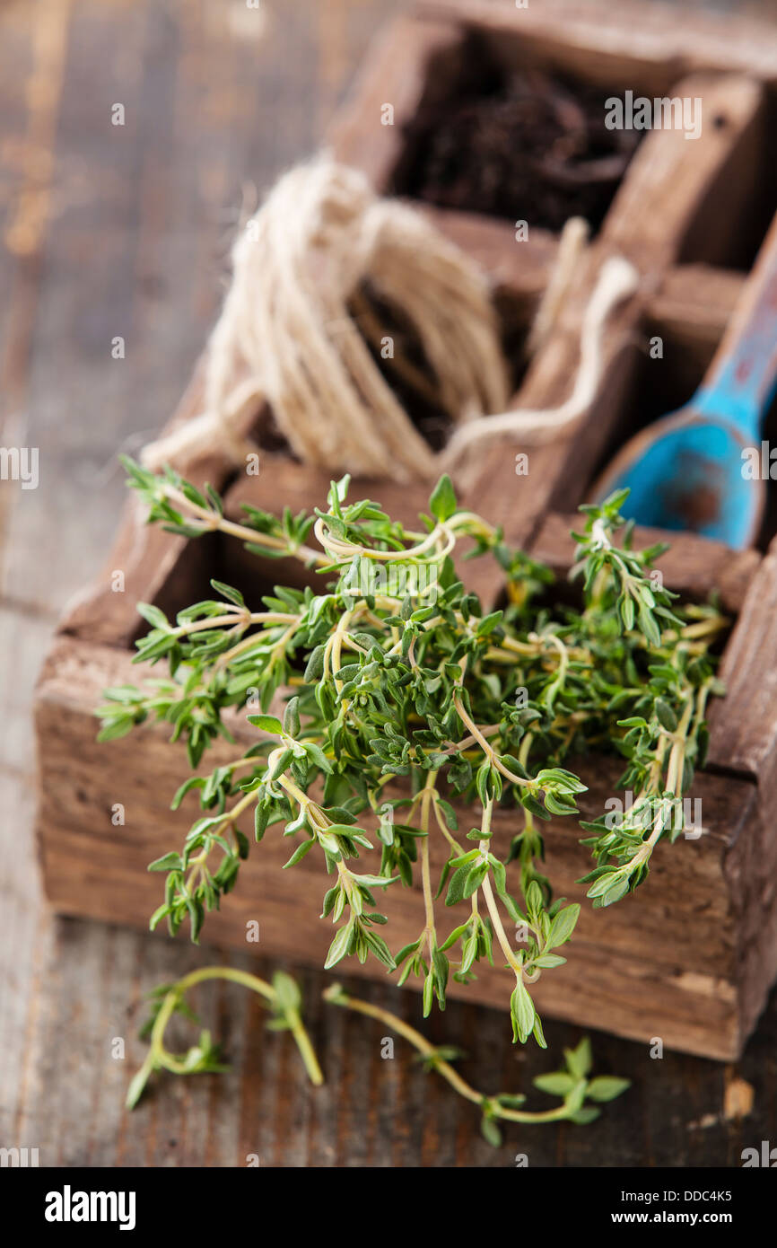 Bunch of fresh thyme in wooden box Stock Photo