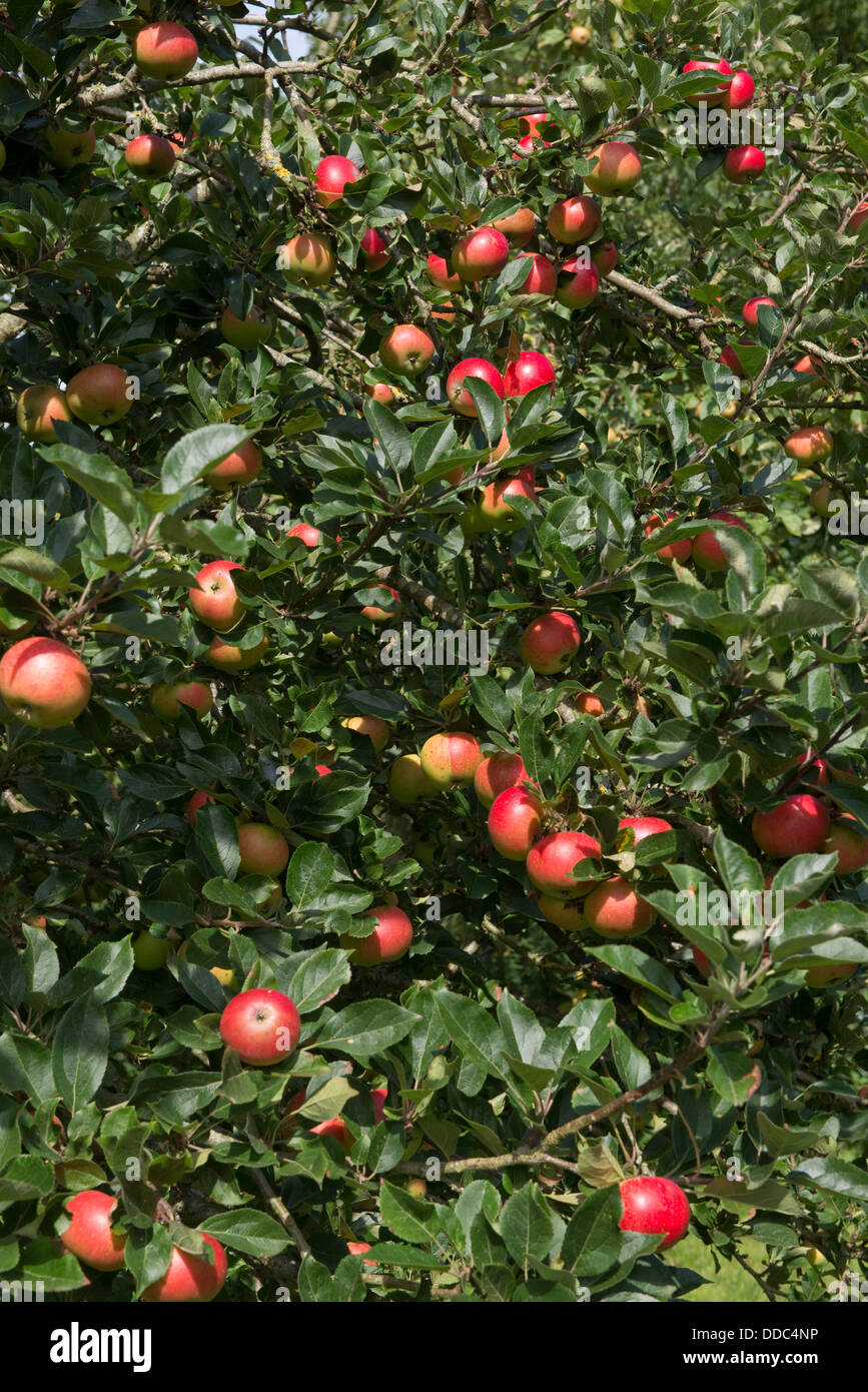 An apple tree in ripe red fruit, variety Discovery, in a country garden Stock Photo