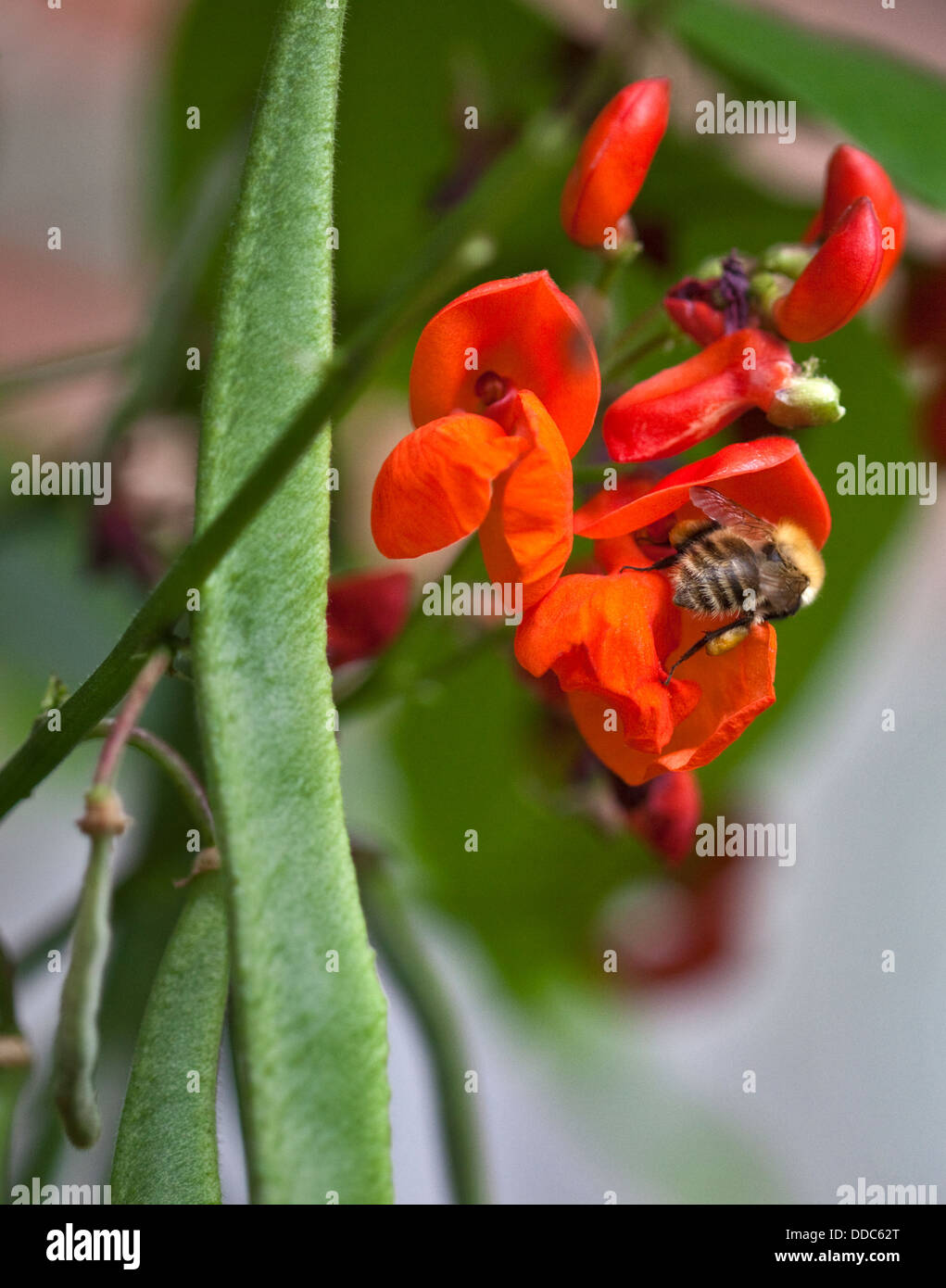 Honey Bee pollinating Runner Bean Flower, Southampton, Hampshire