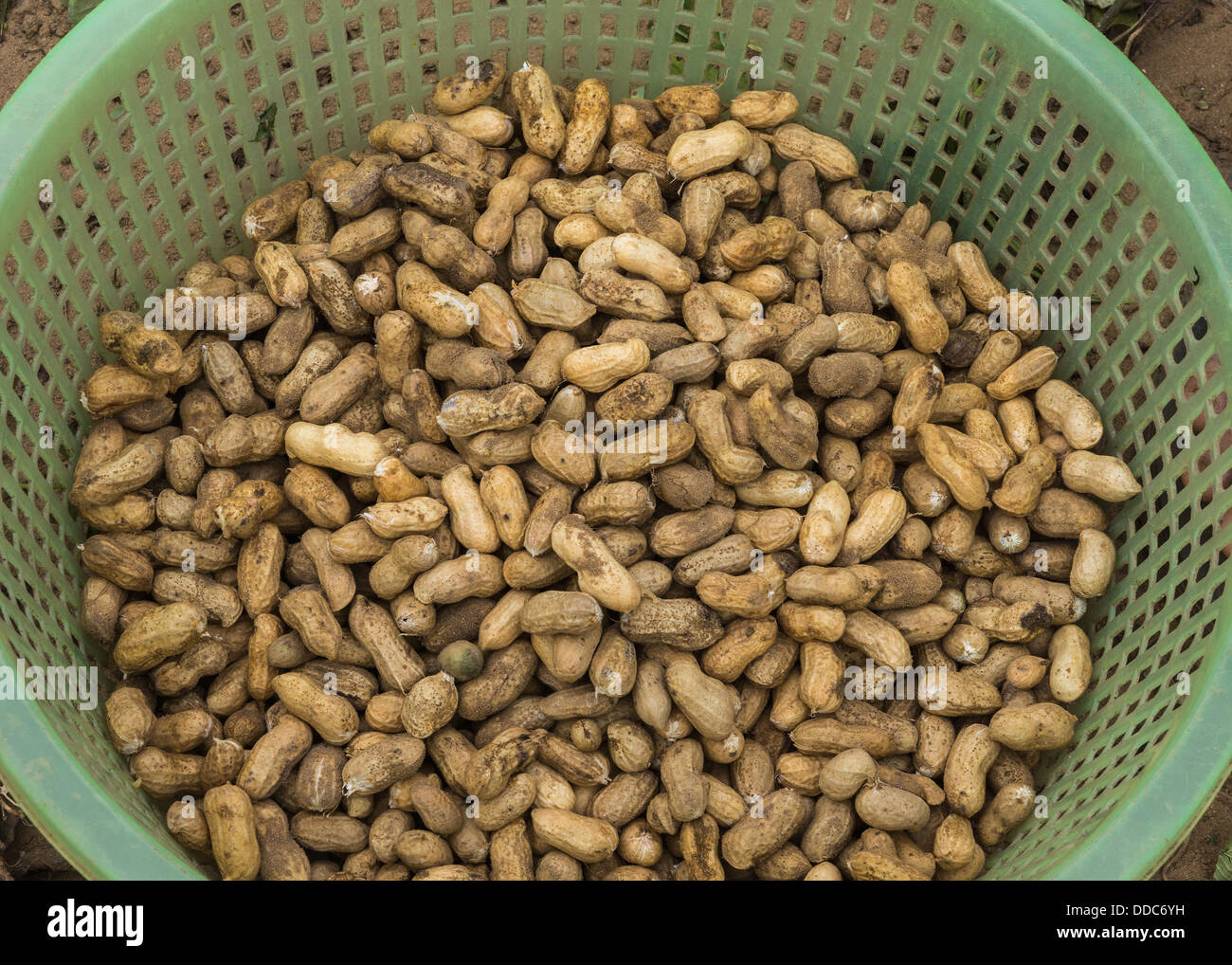 Groundnut harvest hi-res stock photography and images - Alamy