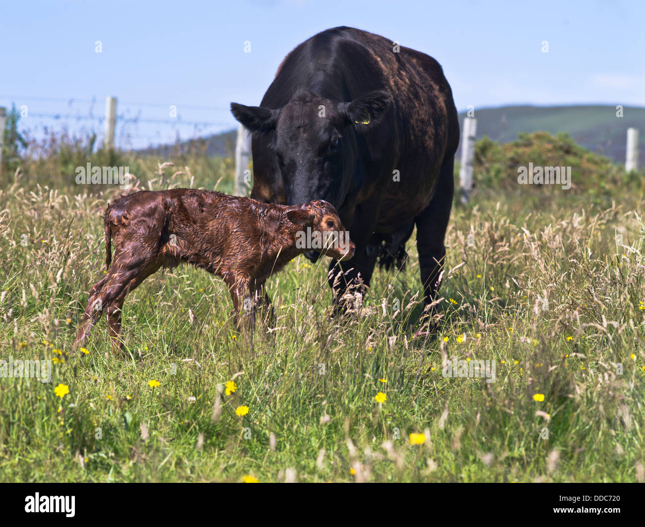 dh  COWS UK FARM ANIMALS Aberdeen Angus crossbreed cow getting newly born calf to stand up newborn standing baby Stock Photo
