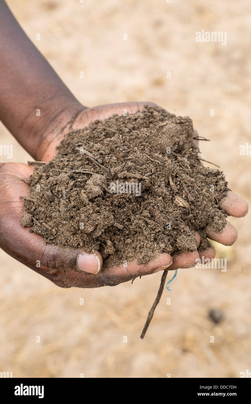 Millet Cultivation. Compost to be added to soil with seeds. Kaolack, Senegal. Stock Photo