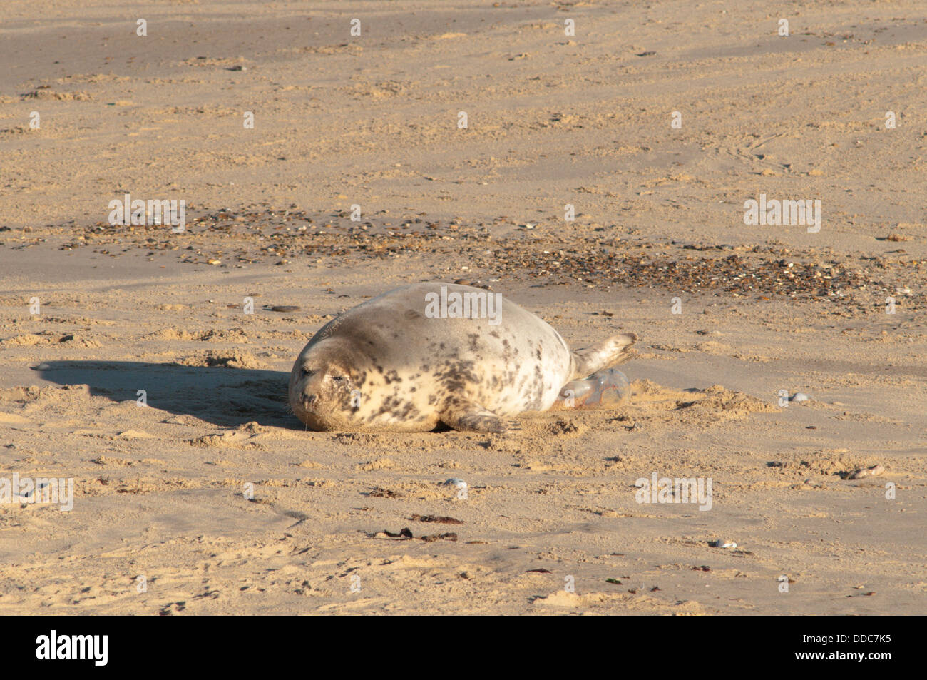 Grey seal [Halichoerus grypus] Giving birth. sack just visible. December. Norfolk. Between Horsey Gap and Winterton Dunes. UK Stock Photo