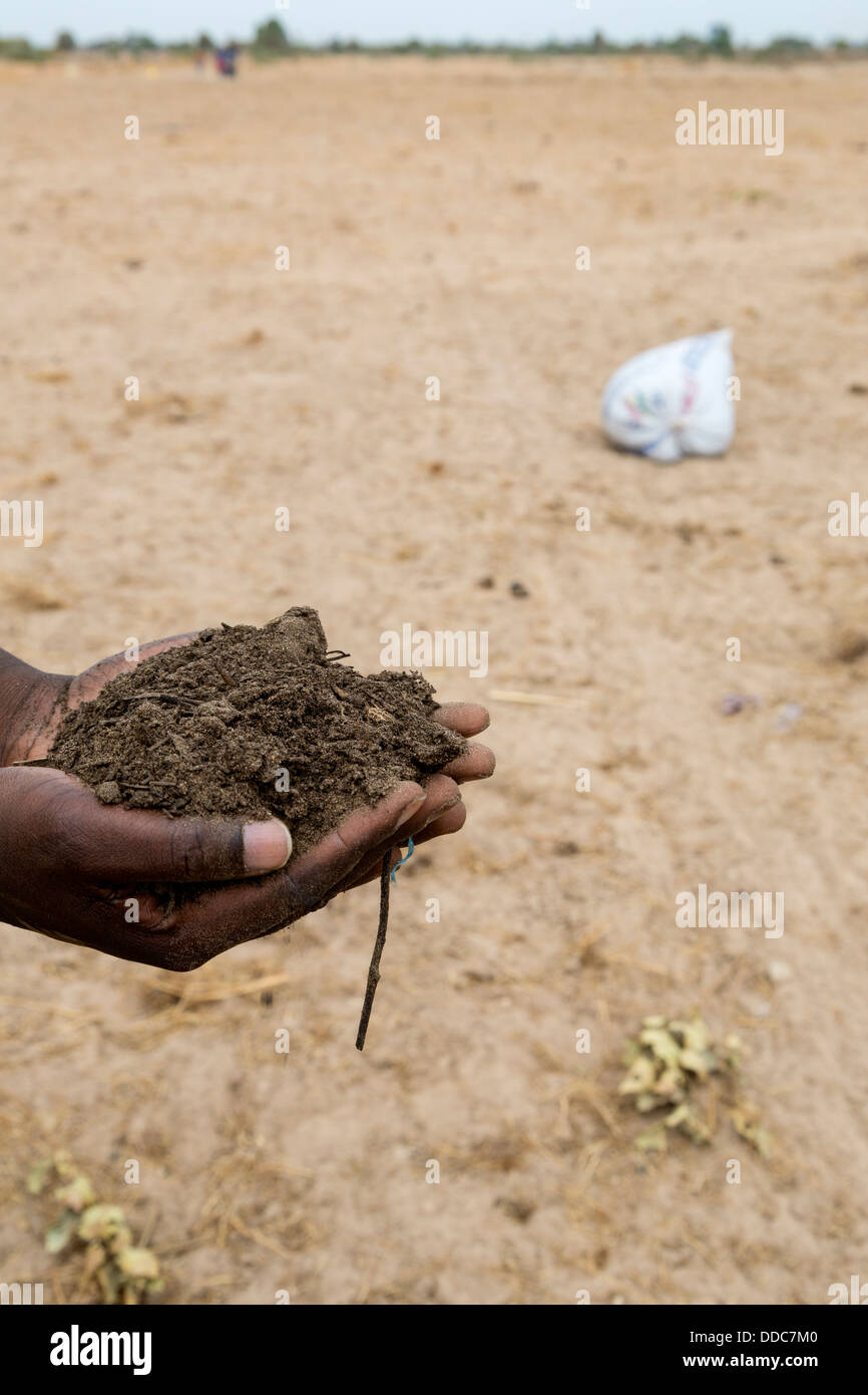 Millet Cultivation. Compost to be added to soil with seeds. Kaolack, Senegal. Stock Photo