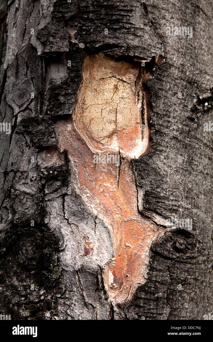 Bark mark marking hi-res stock photography and images - Alamy