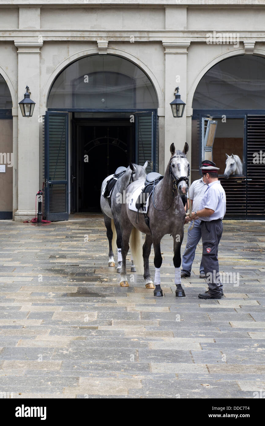 Lipizzaner horses crossing the yard to begin training at the Spanish Riding School in Vienna Stock Photo