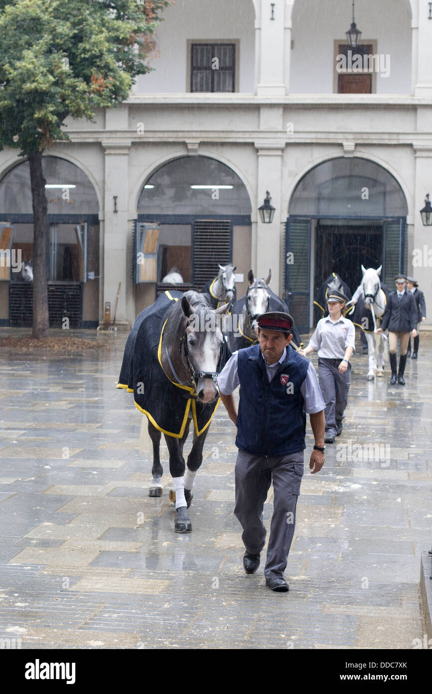 Lipizzaner horses crossing the yard to begin training at the Spanish Riding School in Vienna Stock Photo