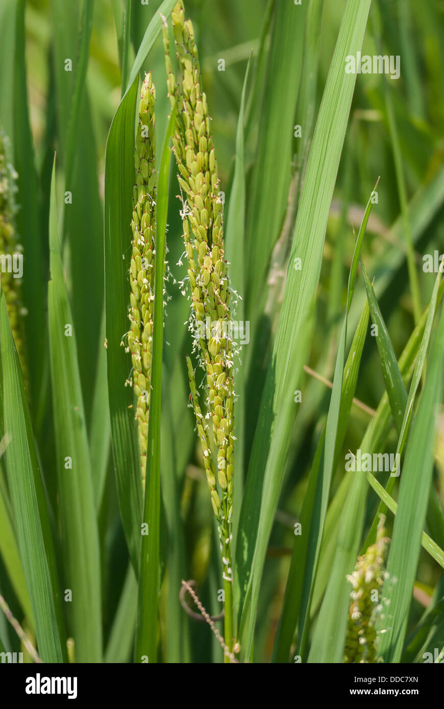 Mon Rice Stalks Focus on riping rice stalks, kernels and flower clearly visible Stock ...