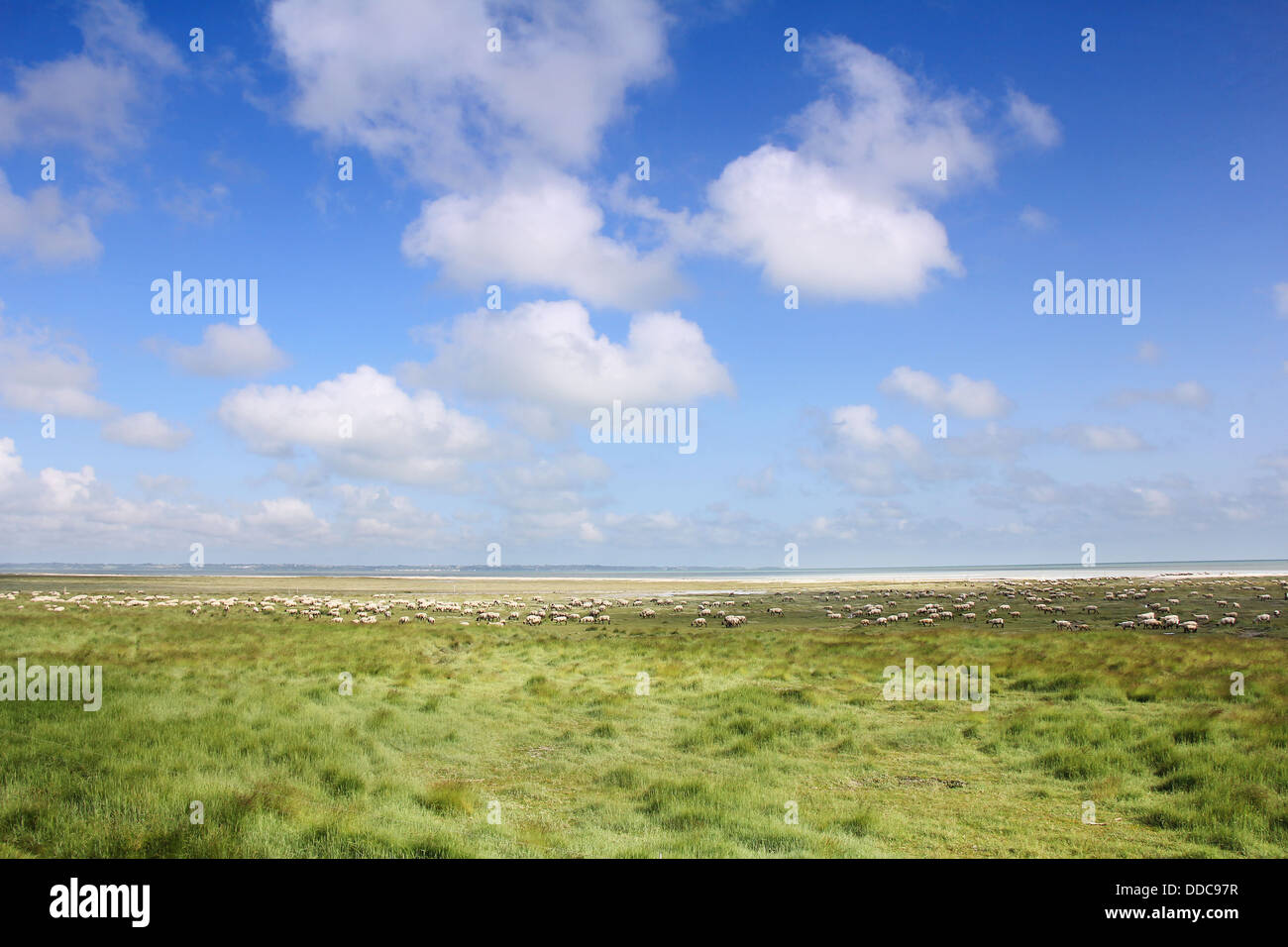 A lot sheep on the beautiful green meadow Stock Photo