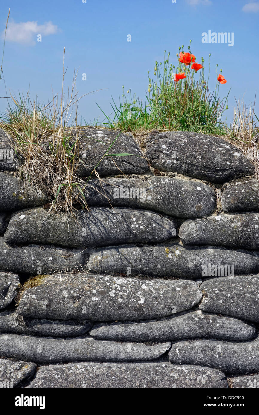 Poppies growing on sandbags of First World War One trench at WWI battlefield in West Flanders, Belgium Stock Photo