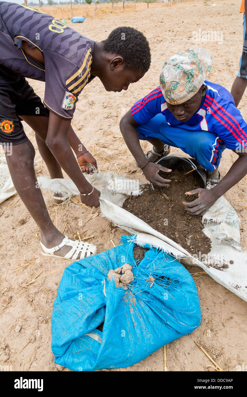 Millet Cultivation. Loading Compost-Fertilizer Mixture into Bucket for Spreading by Hand. Kaolack, Senegal. Stock Photo
